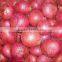 Fresh Onion Red Onion from Pakistan ( Naqshbandi Enterprises )