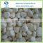 Frozen Water Chestnuts wholesale