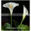bulk wholesale long stem single head fresh cut calla flower for wedding