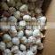 New Crops Fresh Garlic White 4.5cm-6.0cm Jingxiang Shandong Province
