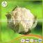 FRESH CAULIFLOWER - HIGH QUALITY - BEST PRICE