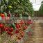 Hybrid Tomato Seeds From China TY Resistance Big Firm Fruits-6800
