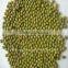 Sprouting Green Mung Bean