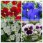 Hybrid F1 pansy seeds all color flower seeds