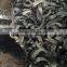 Colored Coulter for Agriculture Machinery from Top manufacturer