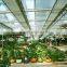 Greenhouse Roof Vent