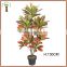 indoor decorative variegated laurel plant