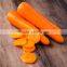 Chinese fresh Vegetable fresh market carrot