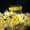 LED starburst light Holiday LED Paper Lantern/Flower Decorative String Lights