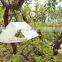 Delta Moth Glue Trap with Pheromone