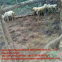 HEXAGONAL WIRE MESH/ CHICKEN WIRE MESH