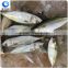 wholesale frozen fish Indian mackerel whole round