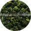 New Product China Traditional Fujian Anxi Tie Guan Yin Oolong Tea (TikuanYin Tea/ Iron Goddess of Mercy)