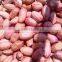 Blanched Peanuts Kernel Price PEANUT BOLD 80-90 COUNT