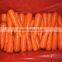 Good quality and beautiful carrot exporting overseas
