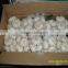 china fresh white garlic in bag or carton
