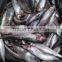 New frozen sardine in fish 6-8 8-10 pcs /kg