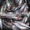 New frozen sardine in fish 6-8 8-10 pcs /kg