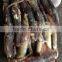 Competitive price Seafood Frozen Peru Squid