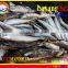 FROZEN LAYANG SCAD (MUROAJI) WHOLE ROUND