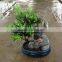 Stone Bonsai Podocarpus Macrophyllus for Decoration