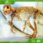 KAWAH High Realistic Museum Exhibition Fiberglass Dinosaur Fossil Skeleton