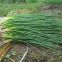Hot sell Hybrid vegetable for Resistance Scallion Seeds Green Chinese Onion Chinese shallot seeds