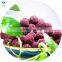 2021 New Fruit Bayberry IQF Frozen Waxberry