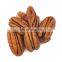 Pecan nuts ready available in shell/Pecan nuts for Thailand