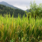 China Rice Enterprises Grain Rice Soya Food