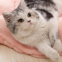 MEOW LOVE Мягкий плюшевый круглый и толстый кошельковый пелюстчатый вид для глубокого сна