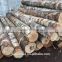 Baltic/Russian Birch logs