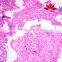Low Price Individual slides Forensics Educational Human Glass Pathology Tissue Prepared Slides