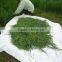2015 Certified Organic wheat juice green powder (Triticum vulgare L.)