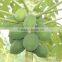 Papaya Tree Seedling