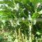 Small banana fruit tree