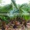 Ornamental Plant Livistona Chinensis