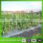 Extruded PP vertical trelling net for vegetable growth