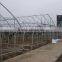 Plastic film greenhouse for tomato