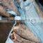 fish maw frozen oil fish