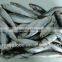 Sardinops Melanosticta Frozen Sardine Fish