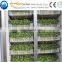 Popular hydroponic fodder machine/bean sprout machine from gold supplier(whatsapp +86 13673629307)