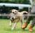 2021 Holiday Throw Chewy Cat Play Bite Training Activity Ball Interactive Dog Smart Toy