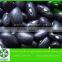 New Crop Easy Cooking Black Kidney Beans (Black Turtle Beans)
