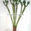 50cm lotus tiger lucky bamboo dracaena sanderiana indoor ornamental aquatic feng shui plants nursery garden decoration