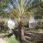100% PE date palm bag