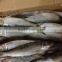 Frozen Sardines WR 8-10pcs/kg Fishing