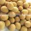 HACCP Certified Wasabi Coated Peanuts