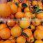 New Fresh Navel orange Price from Orange Factory