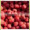 Export bulk Hot sale frozen IQF fresh strawberry